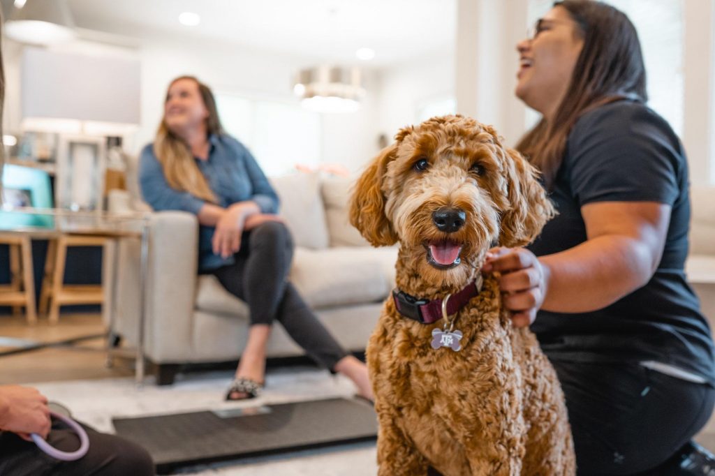 Mobile Vet Service College Station TX