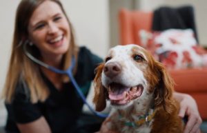 Work at Chasing Tails Vet in College Station Texas
